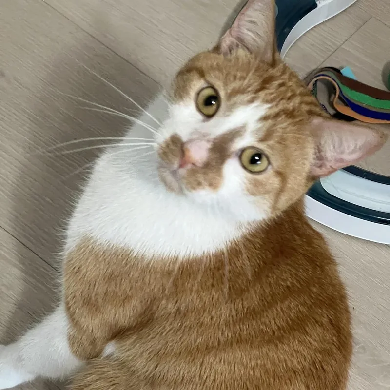 An adult large-sized male Domestic Short Hair cat named Duncan for adoption in Boston, MA