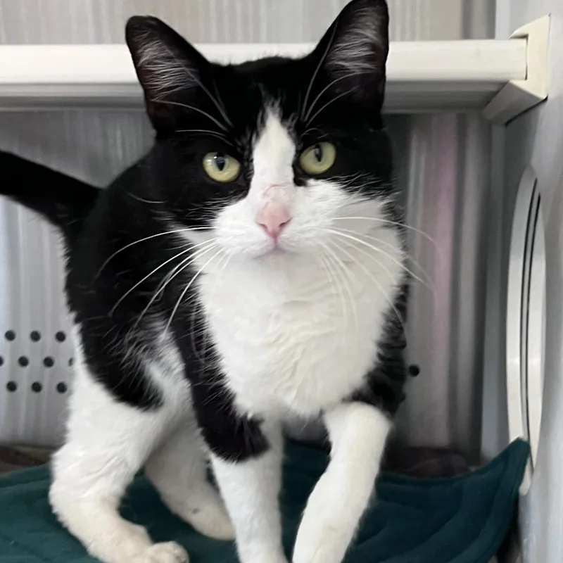 An adult large-sized female Black Domestic Short Hair cat named Mellow for adoption in Washburn, MO