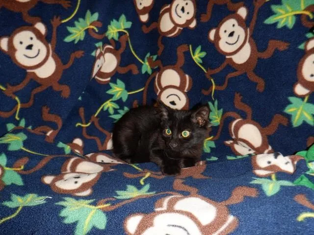 A baby small-sized male Domestic Medium Hair cat named Dawn for adoption in San Jose, CA