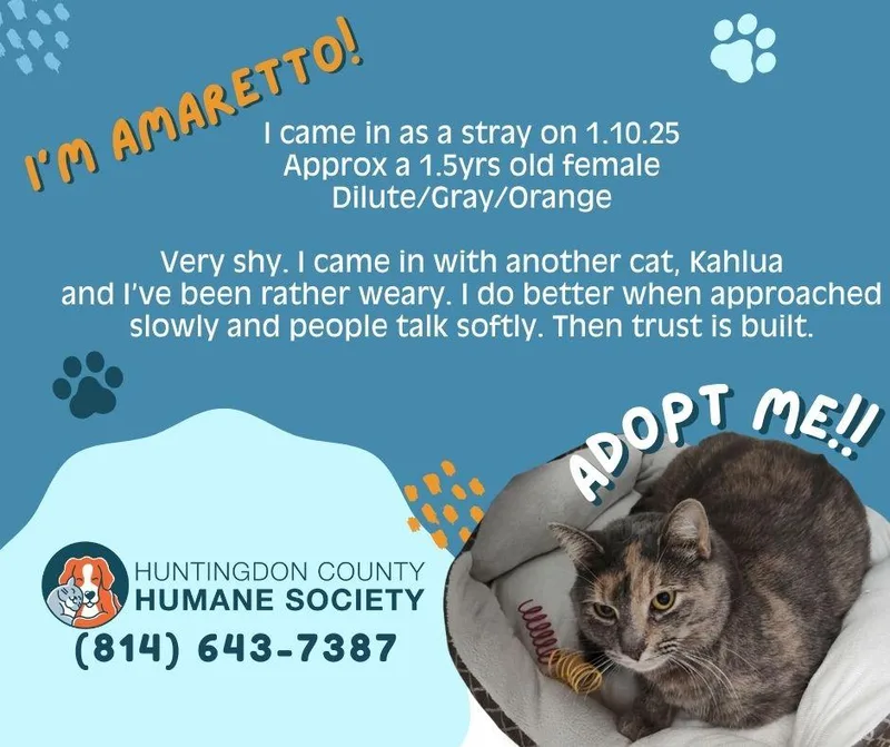 An adult medium-sized female Domestic Short Hair cat named Amaretto for adoption in Huntingdon, PA