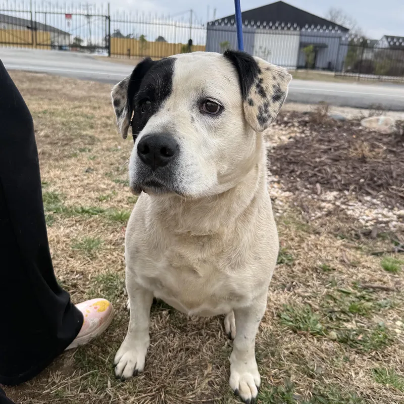 Savannah thumbnail 3