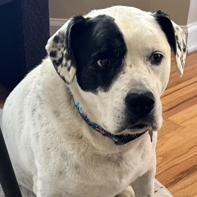 Savannah thumbnail 4