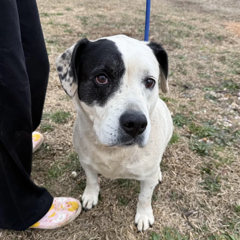 Savannah thumbnail 5