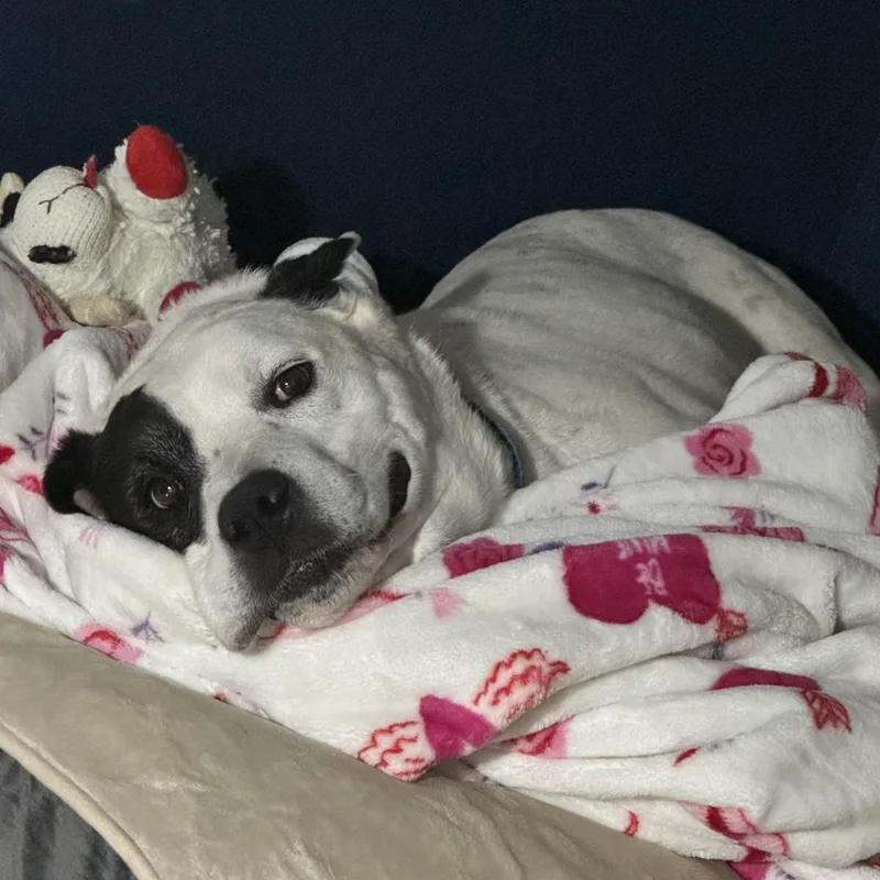 Savannah thumbnail 6