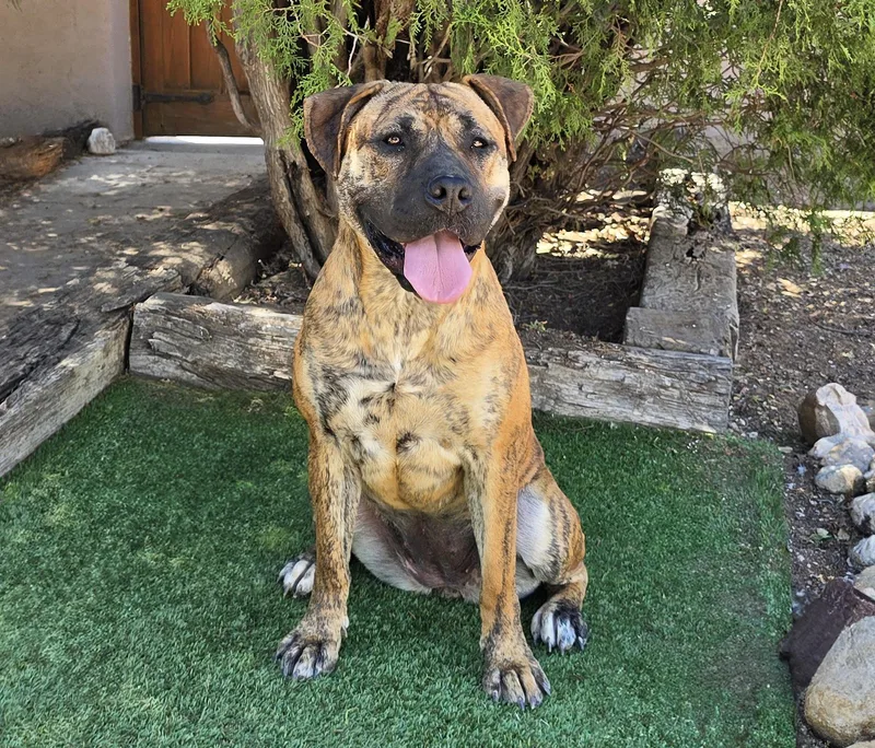 A young large-sized female Brindle American Bully dog named The Amazing Ms Miata for adoption in Albuquerque, NM