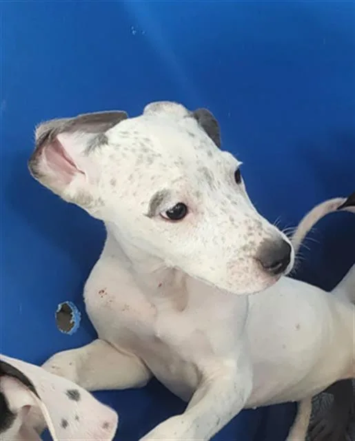 A baby large-sized female Mixed Breed dog named Cherry for adoption in Dallas, TX