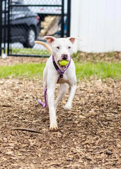 An adult medium-sized male Mixed Breed dog named Dude for adoption in Chamblee, GA