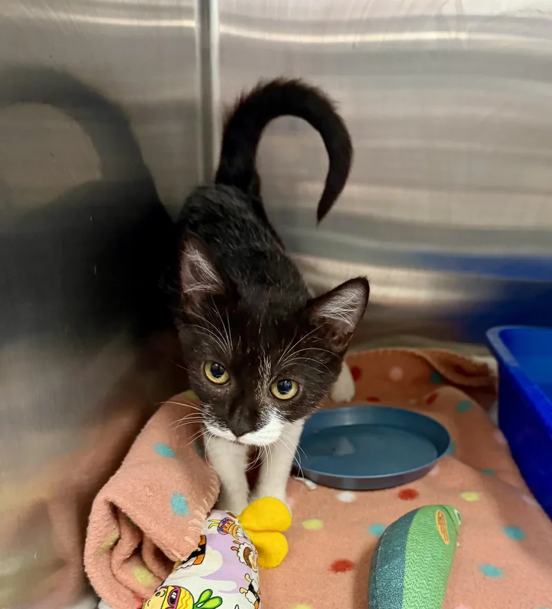 A baby small-sized female Domestic Short Hair cat named Bronte for adoption in Honolulu, HI