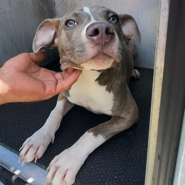A young medium-sized female American Staffordshire Terrier dog named Hazel for adoption in San Antonio, TX