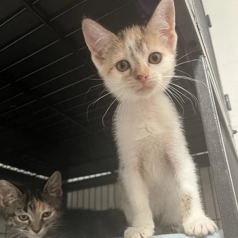 A baby small-sized female Calico Domestic Short Hair cat named PuddingPop for adoption in Birmingham, AL
