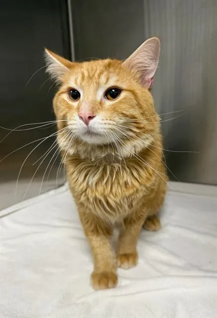 An adult small-sized male Domestic Long Hair cat named Drizzle for adoption in Peoria, IL