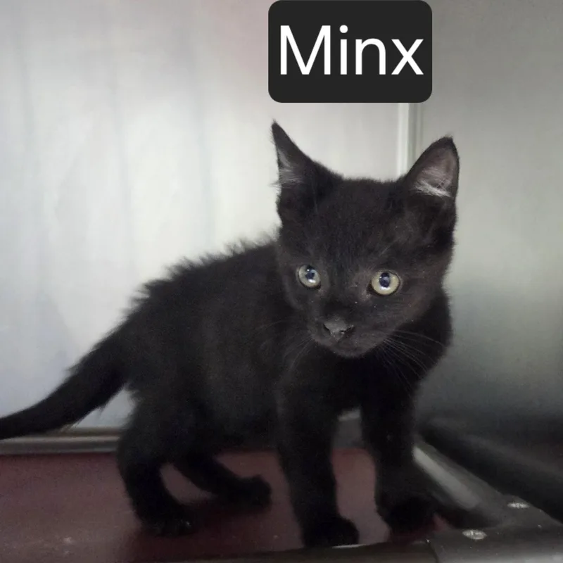 A baby medium-sized male Black Domestic Short Hair cat named Minx for adoption in SNOW HILL, NC