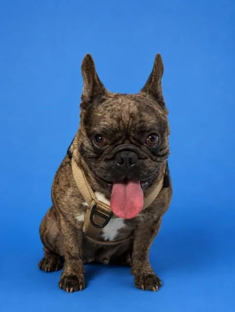 An adult medium-sized male French Bulldog dog named Shelby for adoption in Miami, FL