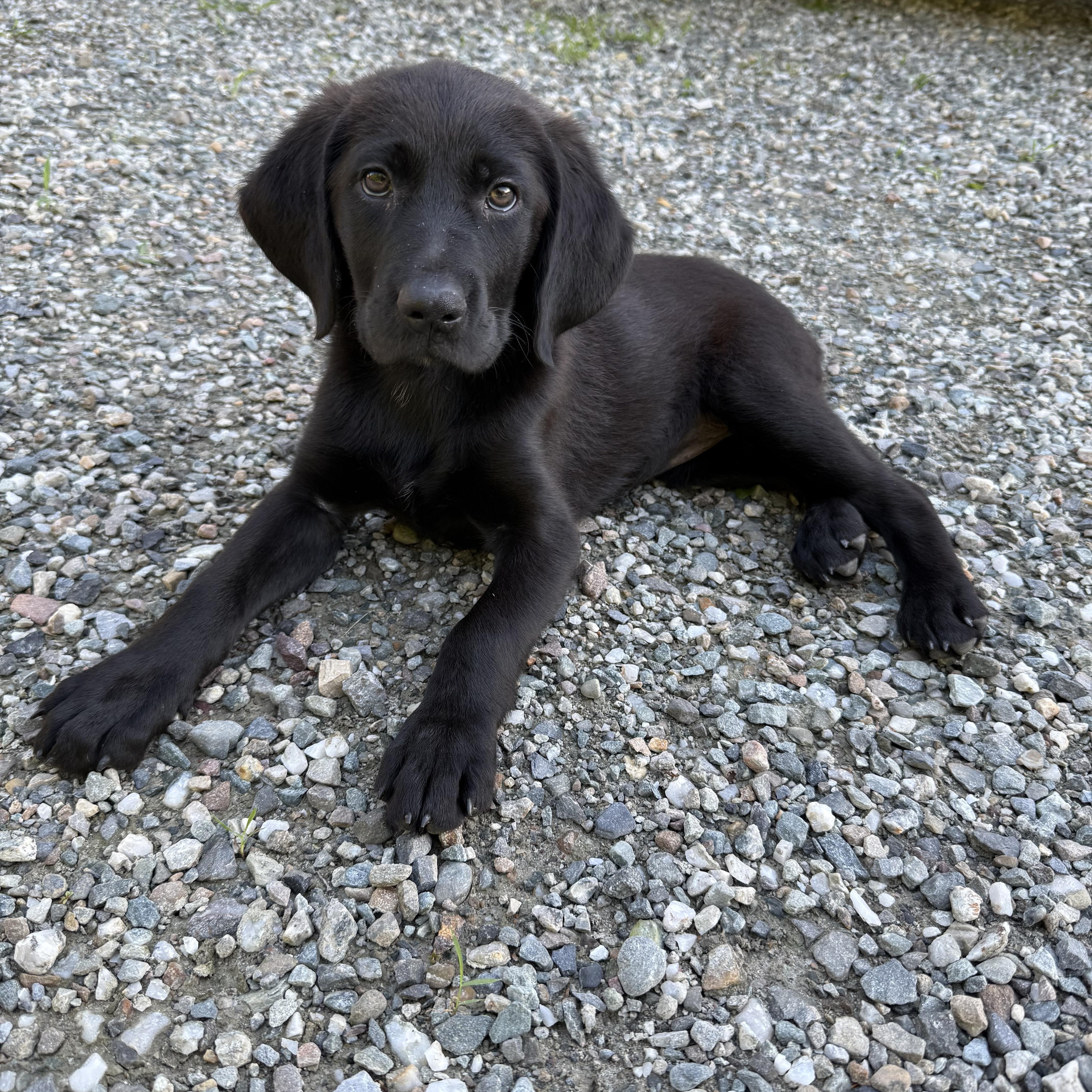 A baby medium-sized female Labrador Retriever dog named Willow in Vermont for adoption in Waitsfield, VT