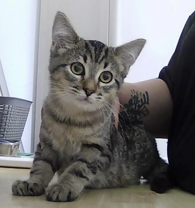 A baby small-sized male Tabby (Brown / Chocolate) Domestic Short Hair cat named Brannigan for adoption in Anoka, MN