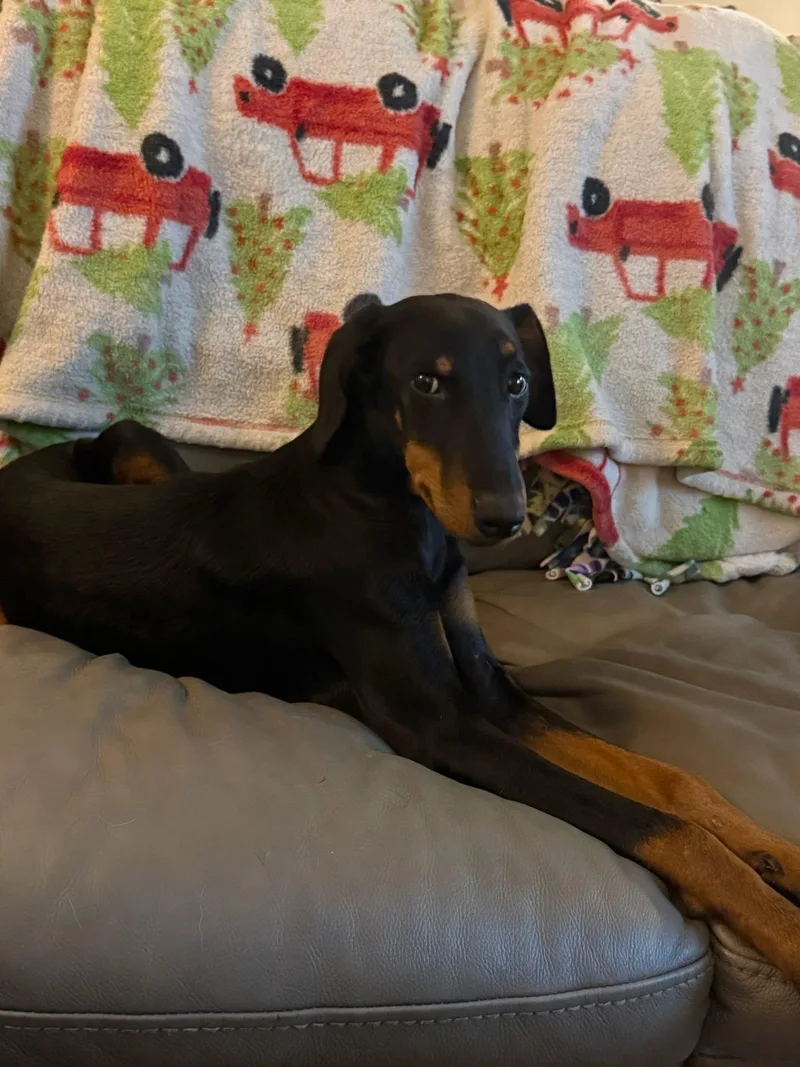 A baby medium-sized female Black Doberman Pinscher dog named Shadow for adoption in Oklahoma City, OK