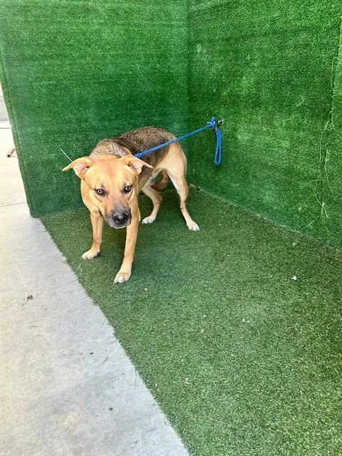 A young medium-sized female German Shepherd Dog dog named Bean for adoption in Lancaster, CA