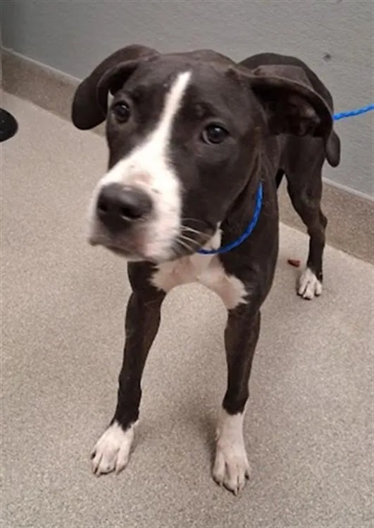 A young medium-sized female Pit Bull Terrier dog named Millie for adoption in Las Vegas, NV