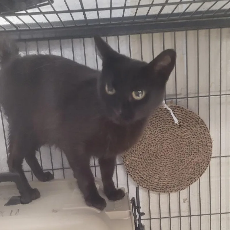 A senior small-sized female Black Domestic Short Hair cat named Edenc for adoption in East Saint Louis, IL