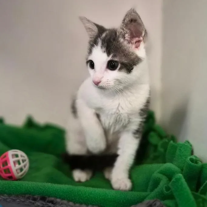 A baby small-sized female Domestic Short Hair cat named Dot for adoption in Riverside, CA