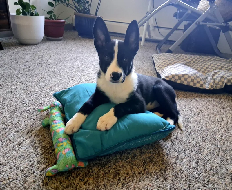 A young medium-sized female Mixed Breed dog named Bella for adoption in Monona, WI