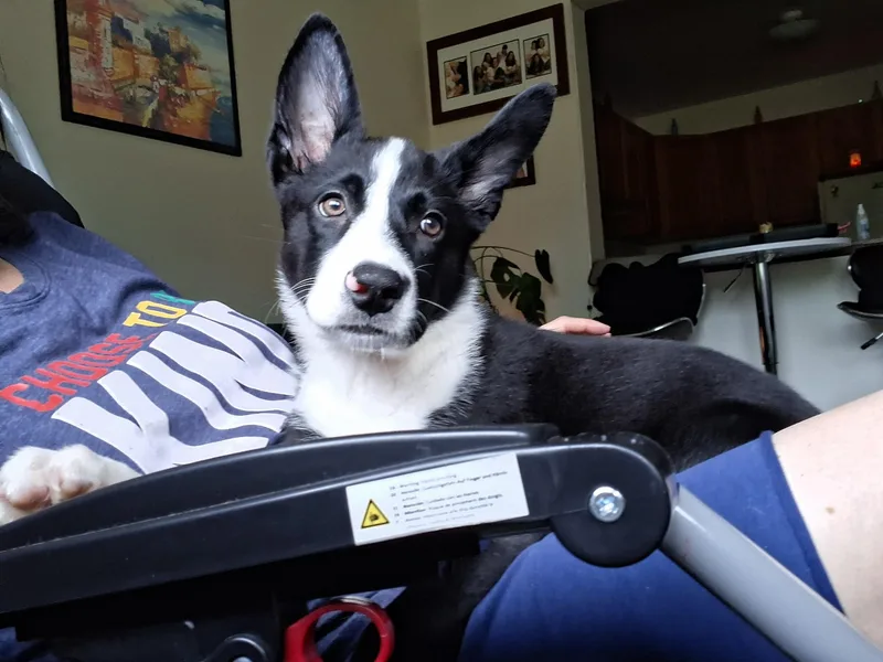 Bella thumbnail 2