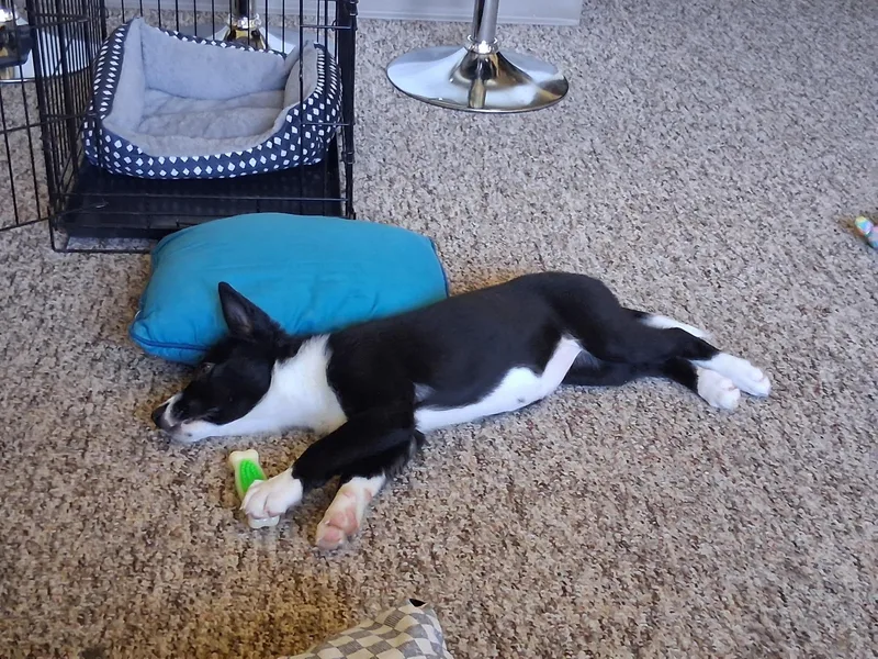 Bella thumbnail 5