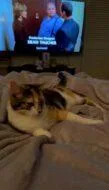 An adult medium-sized female Domestic Short Hair cat named Piglet Fka for adoption in West Chester, PA