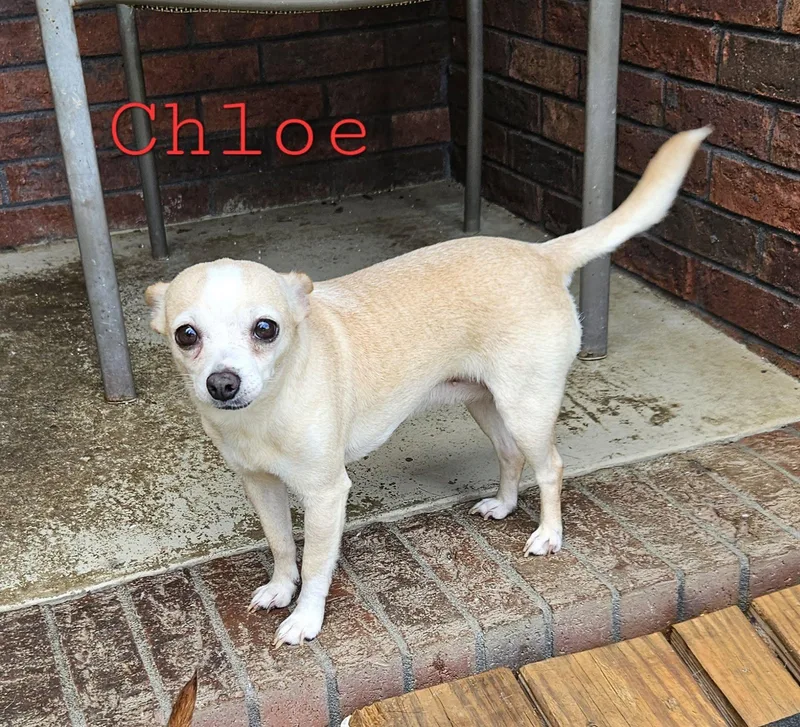 A senior small-sized female Chihuahua dog named Chloe for adoption in Mount Pleasant, NC