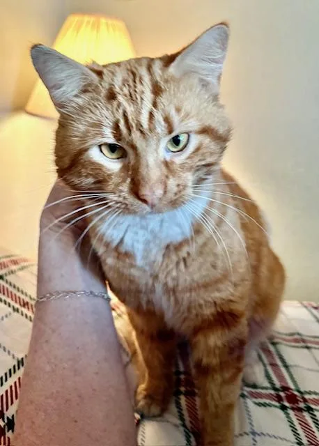 An adult medium-sized male Tabby (Orange / Red) Tabby cat named Arthur for adoption in Los Angeles, CA