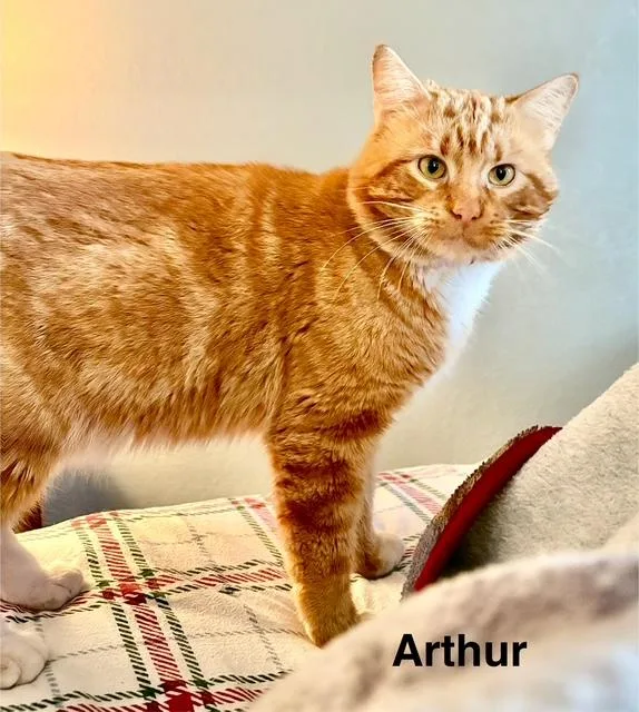 Arthur thumbnail 2