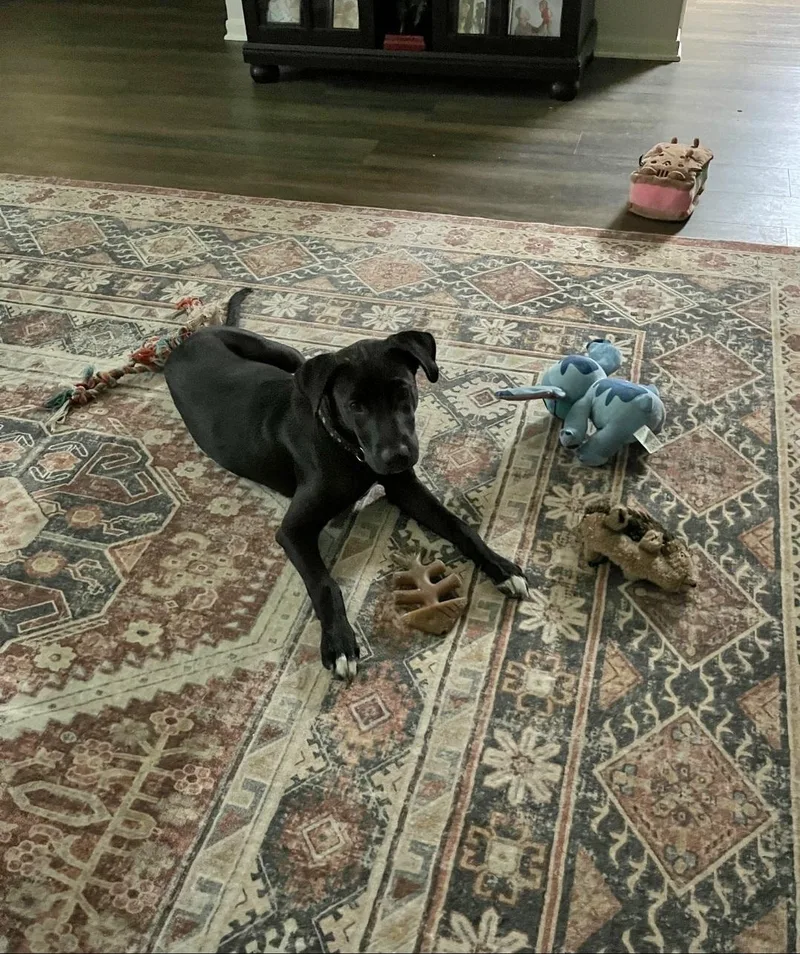 Kovu now Kona