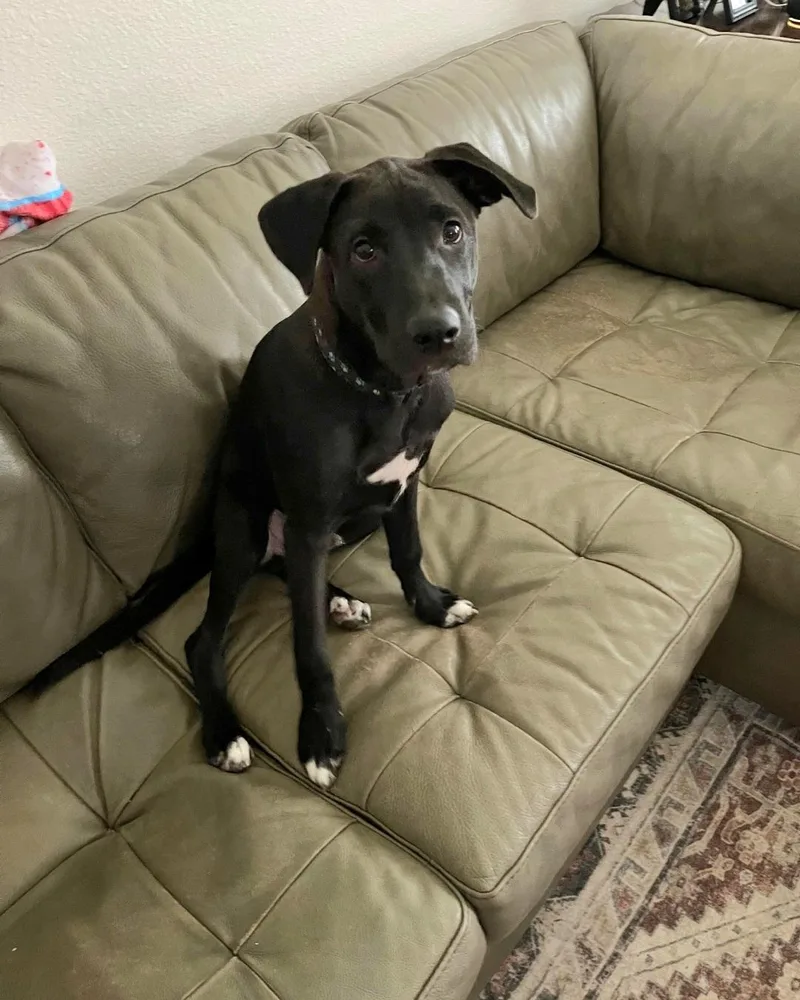 Kovu now Kona thumbnail 3