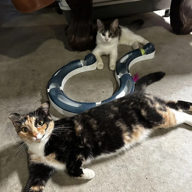 An adult medium-sized female Calico Domestic Short Hair cat named Mariah for adoption in Suffolk, VA