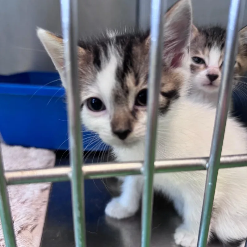 A baby small-sized male Brown / Chocolate Domestic Short Hair cat named Wartortle for adoption in South Haven, MI