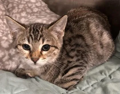 A young small-sized female Domestic Short Hair cat named Buttermilk for adoption in Phoenix, AZ