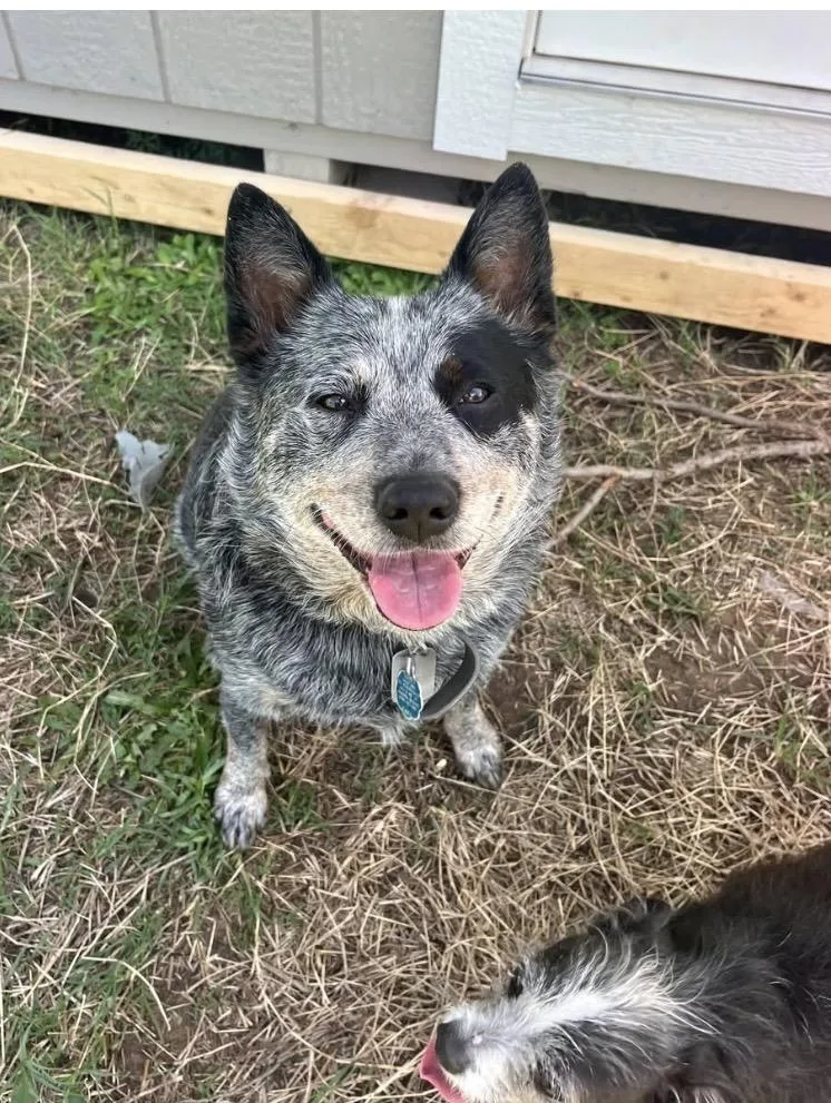 An adult medium-sized female Merle (Blue) Australian Cattle Dog / Blue Heeler dog named Dhylia for adoption in Paradise, TX