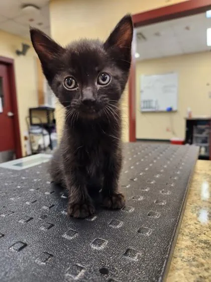A baby small-sized female Domestic Medium Hair cat named Peru for adoption in Independence, MO