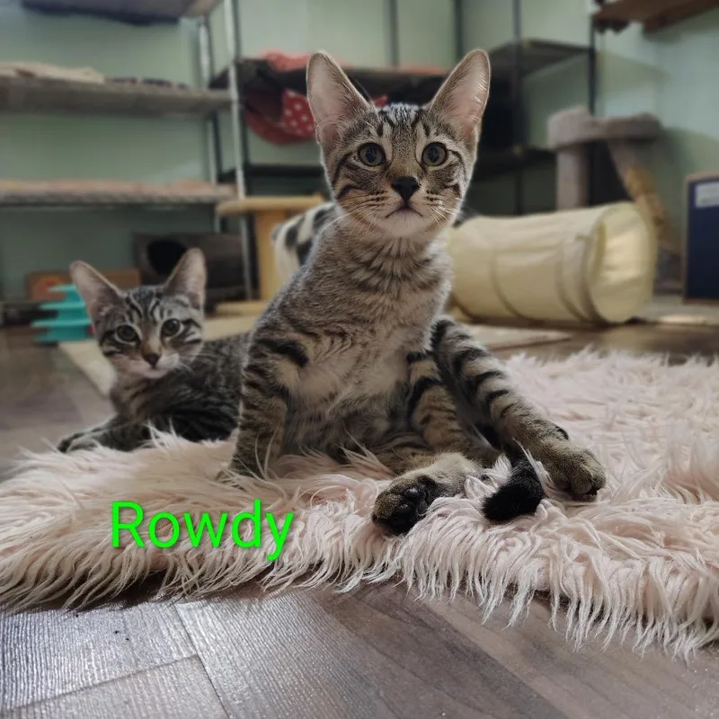 A baby small-sized male Brown / Chocolate Domestic Short Hair cat named Rowdy for adoption in Spokane, WA