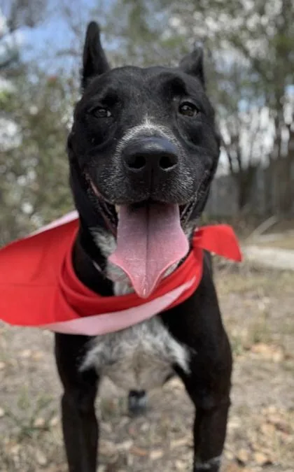An adult medium-sized female Labrador Retriever dog named Biscuit for adoption in San Antonio, TX