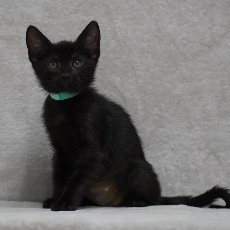 A baby small-sized female Black Domestic Short Hair cat named Morgan for adoption in Sunnyvale, CA
