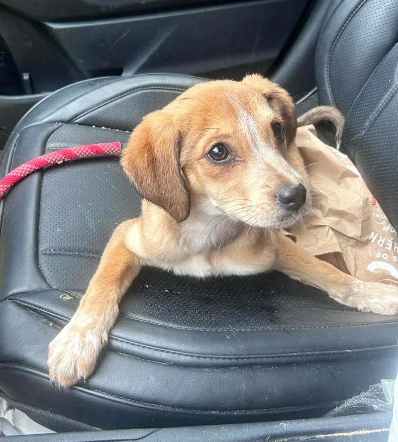 Harper Mgo In Ri thumbnail 2