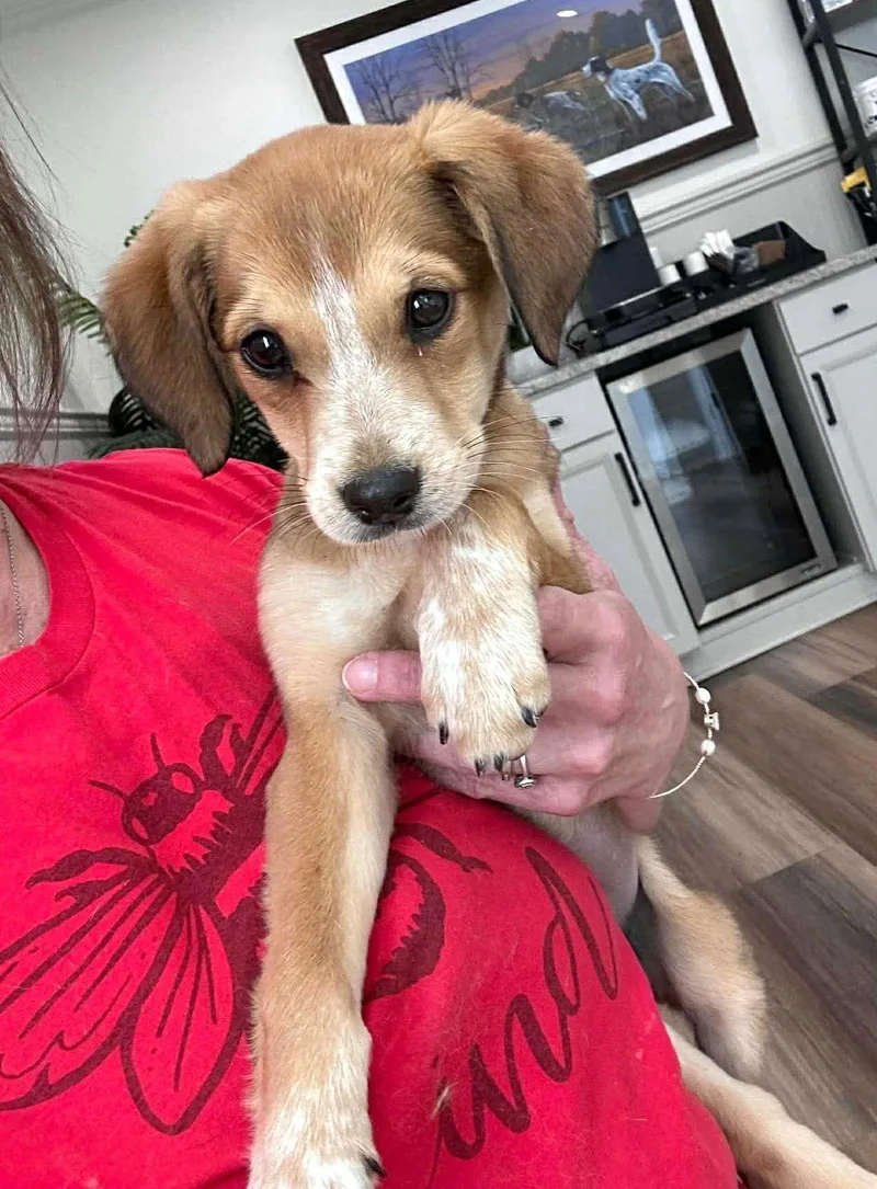 Harper Mgo In Ri thumbnail 3