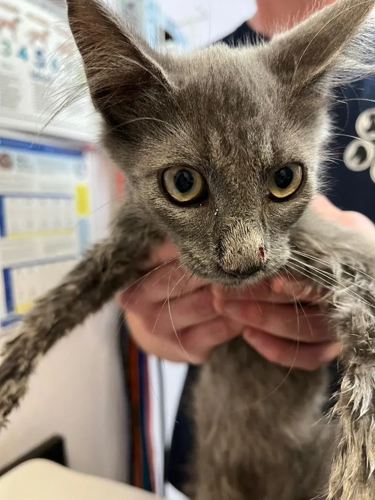 A young small-sized male Domestic Short Hair cat named Kimzey for adoption in New Braunfels, TX