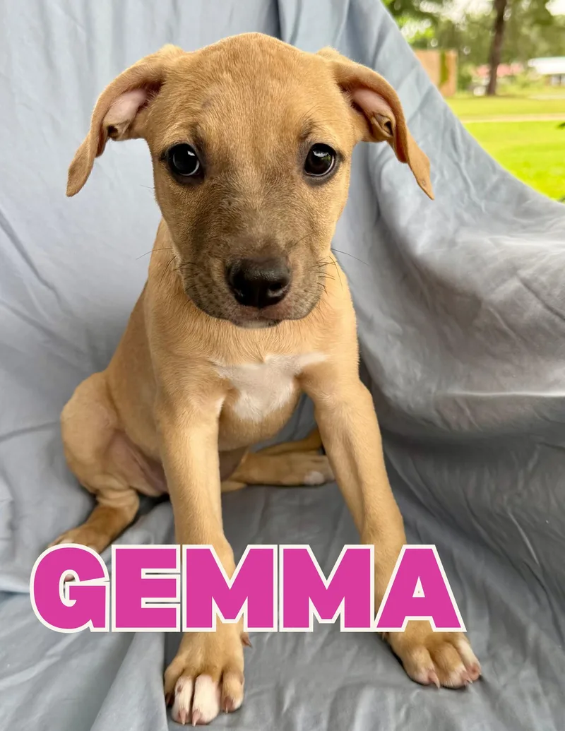 A baby medium-sized female Labrador Retriever dog named Gemma for adoption in Shalimar, FL