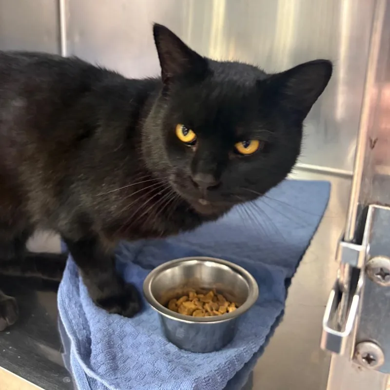 A young medium-sized male Black Domestic Short Hair cat named Sprinkles for adoption in Springfield, IL