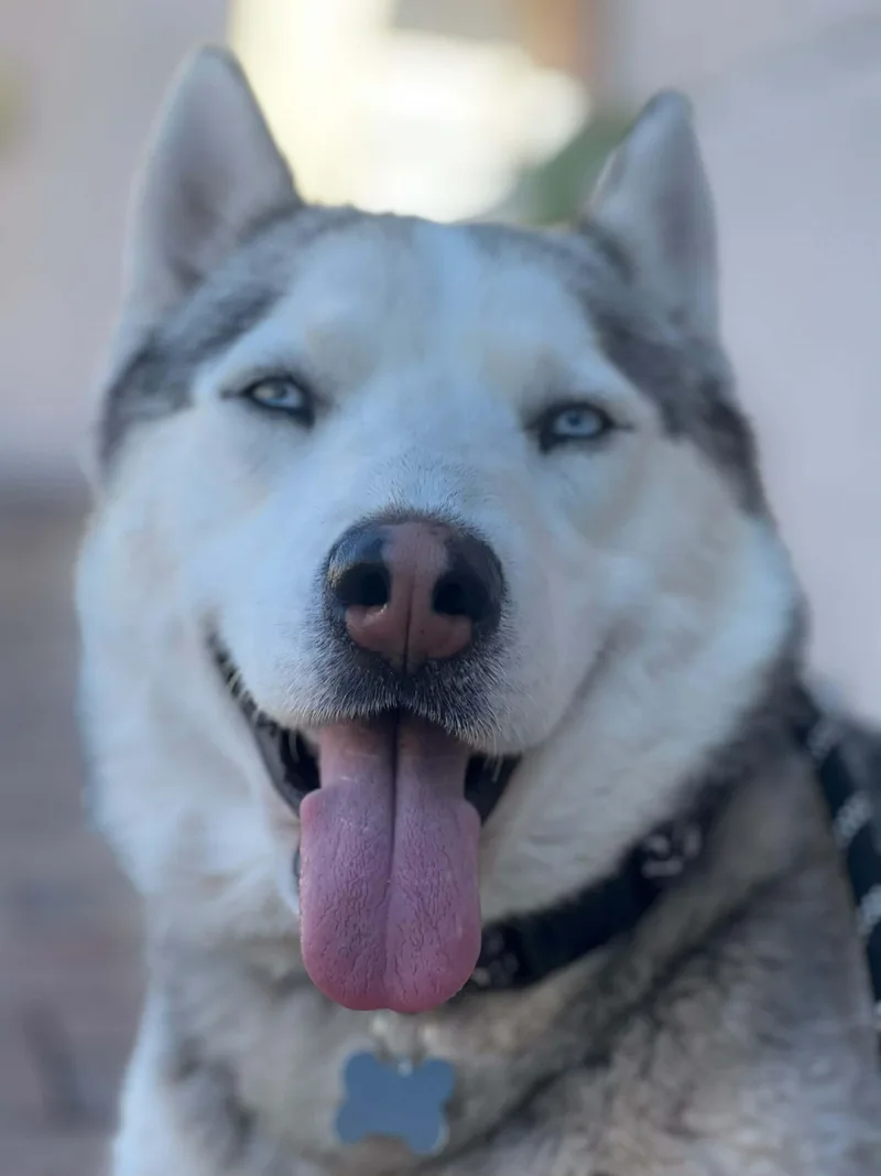 Atlas
