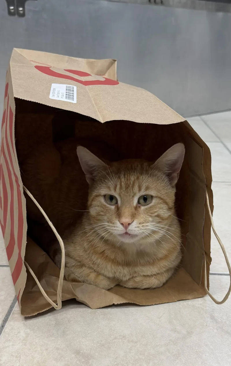 An adult large-sized male Orange & White Domestic Short Hair cat named Devlin for adoption in Plymouth, MA