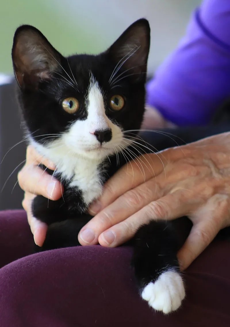 A baby medium-sized male Domestic Medium Hair cat named Mcquade for adoption in North Fort Myers, FL