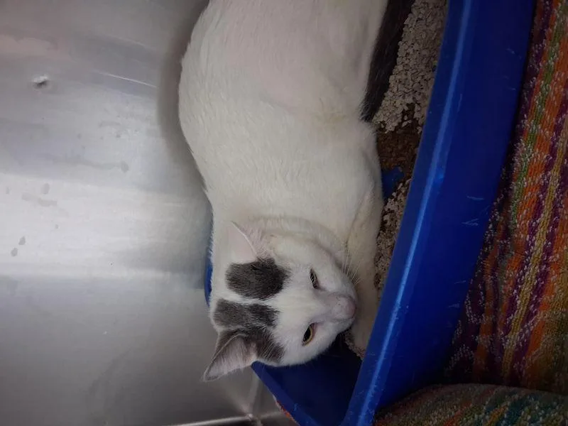 An adult medium-sized male Gray / Blue / Silver Domestic Short Hair cat named Willow for adoption in Lake Havasu City, AZ